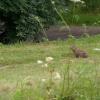 Briare wilde Hasen