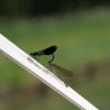 Libellen an Bord